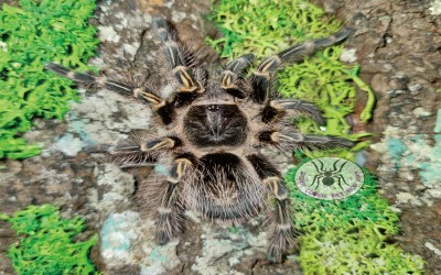 grammostola pulchripes 7-8 cm female tarantula 